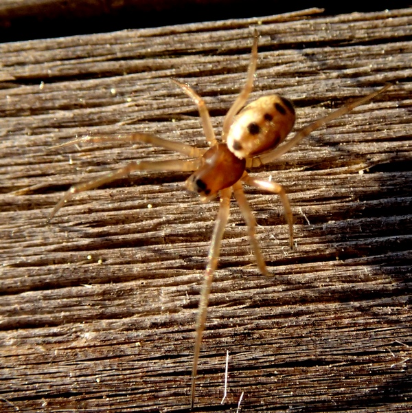 Linyphiidae - Villorba (TV)